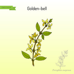 Golden bell Forsythia suspensa , medicinal plant