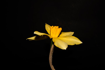 flower isolated on black background