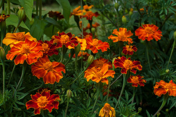 Fototapeta premium French marigold flowers in garden closeup as floral background