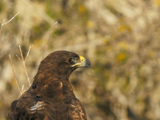 extreme close up of a galapagos hawk on isla santa fe in the galapagos