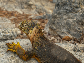 high angle close up of a land iguana on south plazas in the galapagos