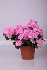 Blossoming plant of azalea in flowerpot. 