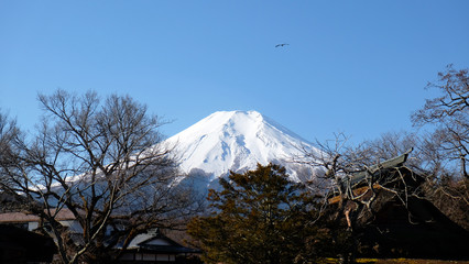 Mount Fuji in winter----- Covered with snow, the eagle flies above the mountain ,the Mount Fuji in winter shows another scene.