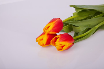 Obraz premium Spring flowers. Three red and yellow tulips on white background. Flat lay. Tulip flowers bouquet.
