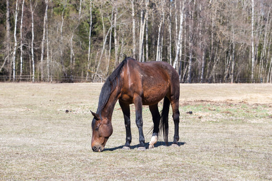 Horse graze in the meadow. Spring and sunny day. Travel photo 2019.