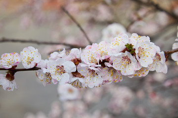 Branch of a blossoming apricot tree. Apricot tree flower, seasonal floral nature background, shallow depth of field