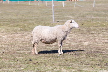 Fototapeta premium Sheep graze in the meadow. Old and young. Travel photo 2019