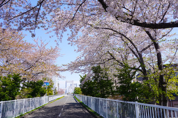 Fototapeta premium 鮮やかな道