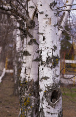 Forest dwellers - trees and shrubs 7