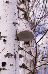 Forest dwellers - trees and shrubs 6