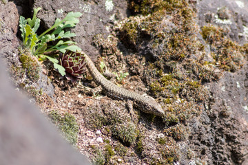 Gut getarnte Eidechse auf der Jagd nach dem Sonnenbad