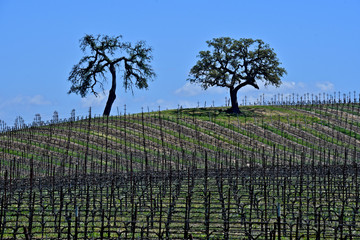 Two Oak Tree in Vineyard, San Luis Obispo County, California 