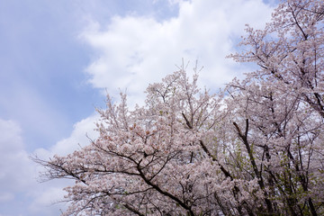 桜と青空
