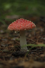 fly agaric in the forest