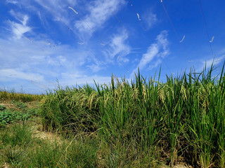 Rice ripe paddy field ready for harvest season.