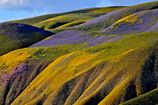 Wildflower covered slopes, Temblor Range, California 
