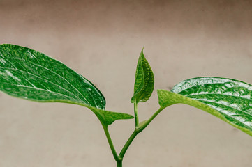 Green Wild betel leaf bush or Piper sarmentosum