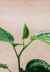 Green Wild betel leaf bush or Piper sarmentosum