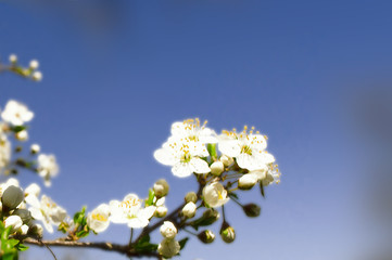 Cherry blossom in spring in the garden.