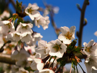 Spring blossom cherry, and blue sky background.