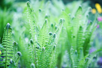 Beautiful young ferns leaves green foliage