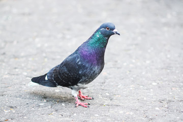 Pigeon bird looking for crumbs on the sidewalk