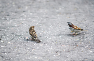 Two little sparrow bird