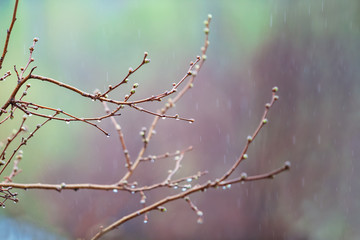 Transparent drops of water on the branches of trees during the spring rain