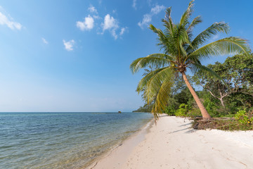 Naklejka na ściany i meble A palm trees on a beach turquoise sea.