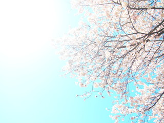 Obraz na płótnie Canvas 光と桜