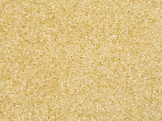 Background of short grain brown rice