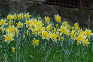 nice yellow narcissus in grass