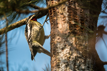 Yellow-Bellied Sapsucker