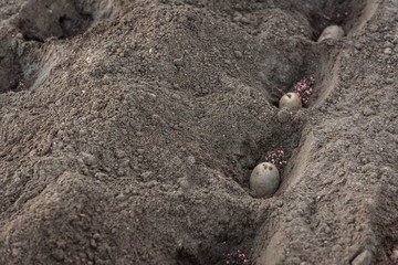 Potato tubers planting into the ground in early spring. 