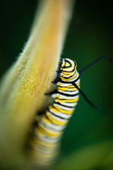 Monarch Caterpilar