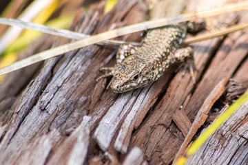 Eidechse wärmt sich in der Sonne vor der Insektenjagd