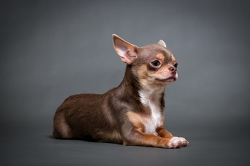 Chihuahua puppy on a gray background