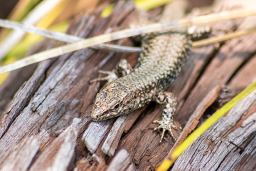 Fototapeta premium Eidechse wärmt sich in der Sonne vor der Insektenjagd