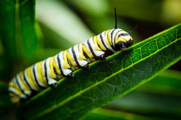 Naklejka premium Monarch Caterpilar