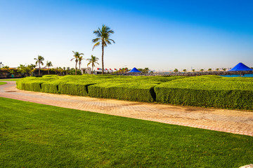 Obraz premium Beautiful park alley with trimmed green bushes.