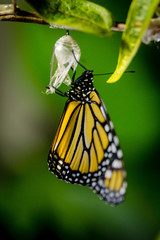 Monarch Eclosed
