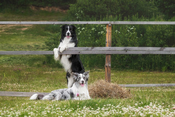 Two border collies are posing near fence
