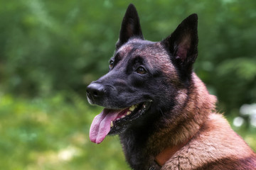 Belgian malinois in green forest