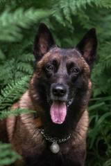 Belgian malinois in green forest