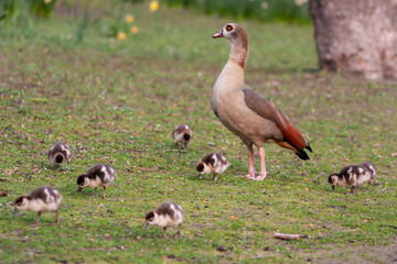 Nilgansmutter unternimmt mit ihren vielen kleinen Nilgansküken einen Ausflug in den Park und bewacht diese fürsorglich