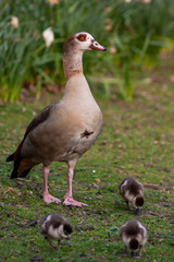 Nilgansmutter unternimmt mit ihren vielen kleinen Nilgansküken einen Ausflug in den Park und bewacht diese fürsorglich