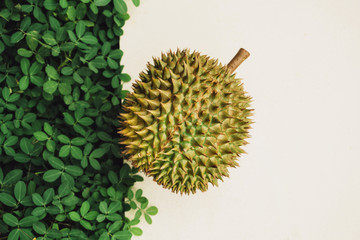 Durian in the garden on white background