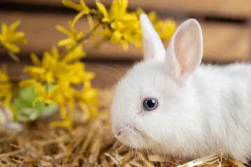 hase baby ostern niedlich