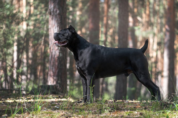 Cane corso is standing in summer forest