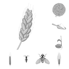 Obraz premium Isolated object of rye and plant logo. Collection of rye and corn stock symbol for web.